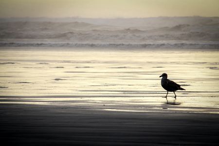 Shorebird, Dawn Light — photograph by Randy Polito