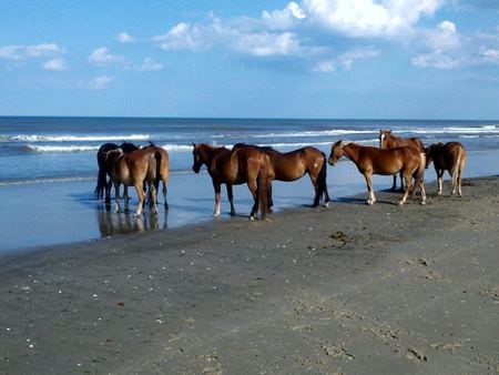 Wild Horses, Beach Shore — photograph by Randy Polito