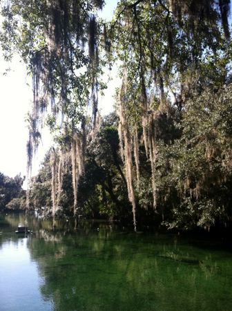 Spanish Moss, Green Water — photograph by Randy Polito