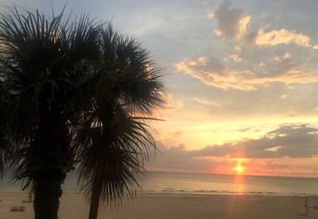 Palm at Sunset — photograph by Randall Polito