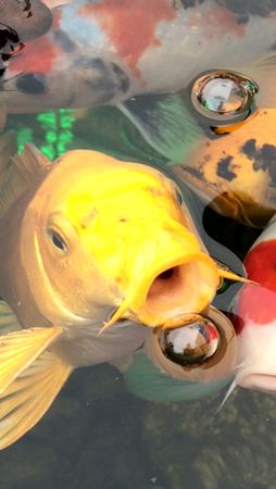 Koi, Feeding Study — photograph by Randall Polito