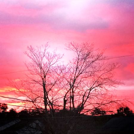 Bare Tree, Crimson Sunset — photograph by Randall Polito