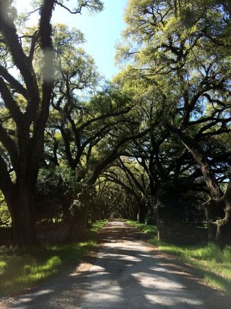 The Oak-Lined Path — photograph by Randy Polito