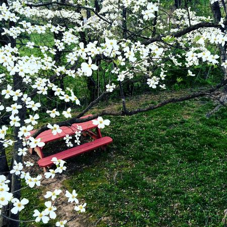 Dogwood Blossoms, Red Bench — photograph by Randy Polito