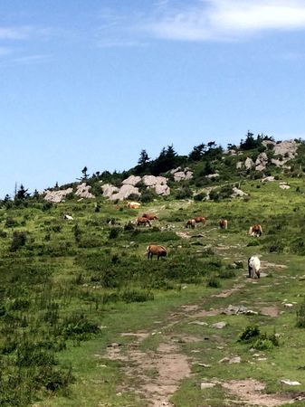 Horses, Green Hillside — photograph by Randall Polito