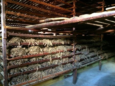 Tobacco Leaves, Drying Barn — photograph by Randall Polito