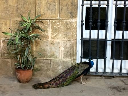 Peacock, Havana Courtyard — photograph by Randy Polito