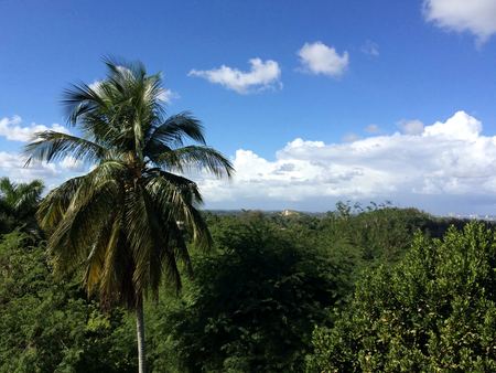 Palm Tree, Green Hills — photograph by Randy Polito