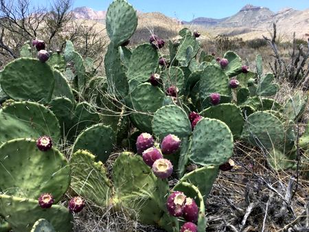 Prickly Pear, Desert Bloom — photograph by Randy Polito