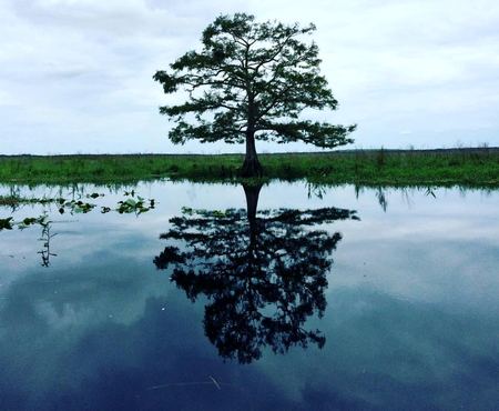 Lone Cypress, Reflected — photograph by Randall Polito