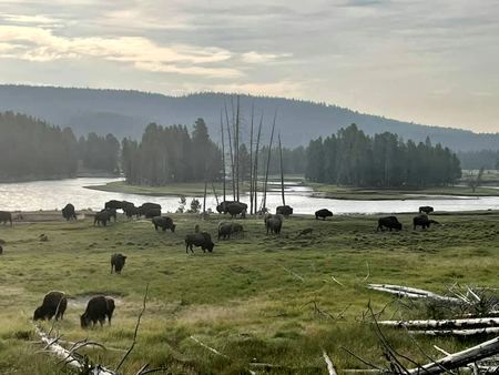 Bison Herd, Misty Valley — photograph by Randall Polito